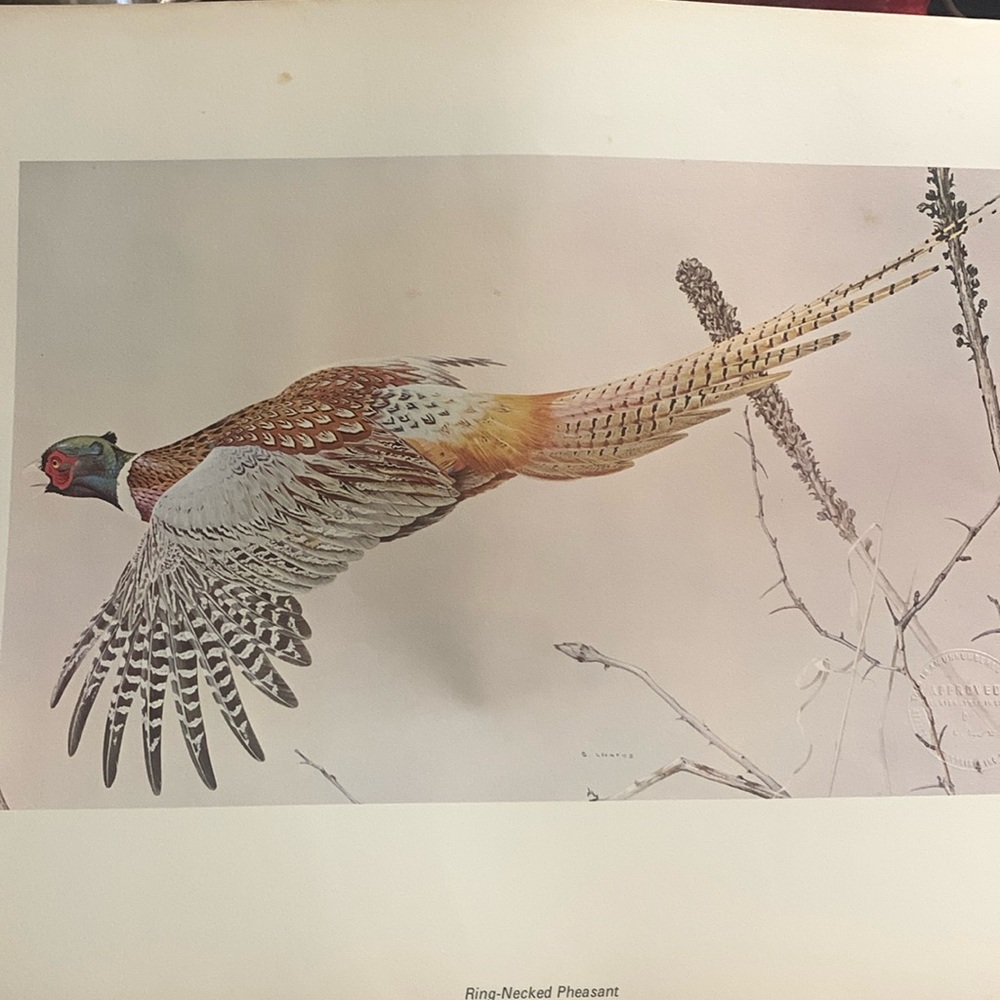 Glen Loates “ RING-NECKED PHEASANT “ Signed and sealed approved 23 x 18 inches